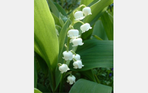 Anniversaires du mois de mai